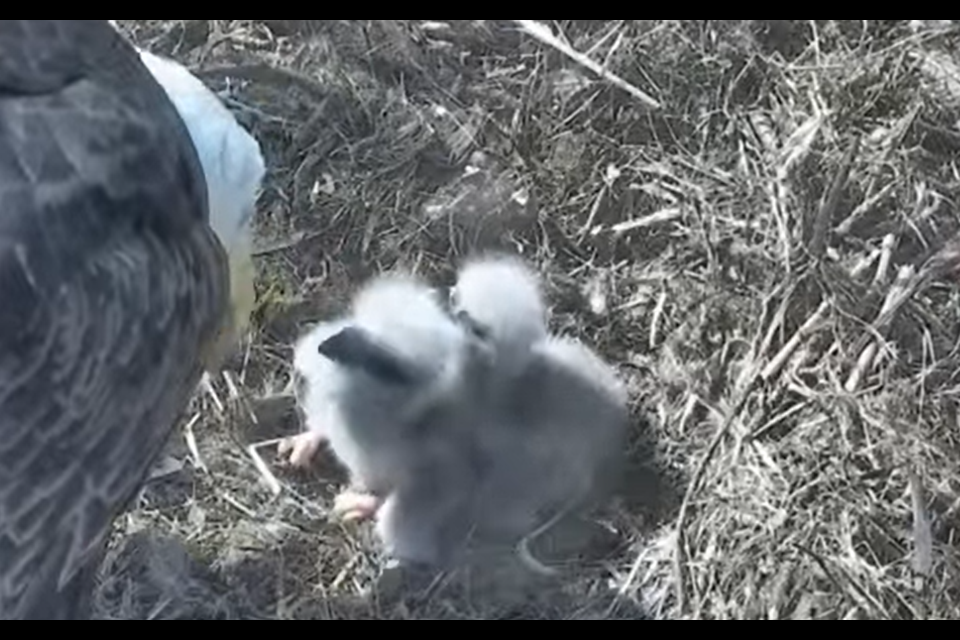 The eagle family feeding and resting together.