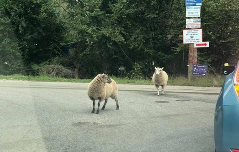 escaped-sheep-port-coquitlam-rowen-brand