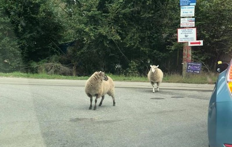 escaped-sheep-port-coquitlam-rowen-brand