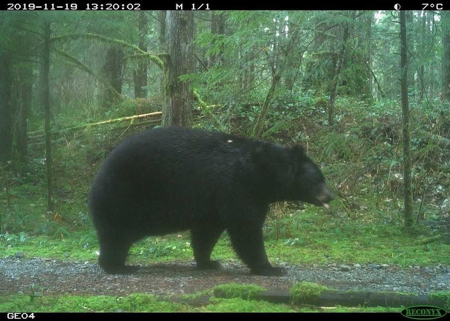 The University of British Columbia's Faculty of Forestry Wildlife Coexistence Lab is composed of researchers that focus on human-wildlife coexistence.