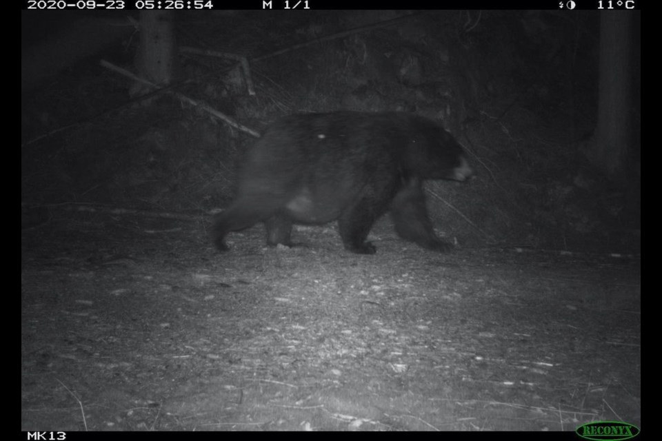 The University of British Columbia's Faculty of Forestry Wildlife Coexistence Lab is composed of researchers that focus on human-wildlife coexistence.