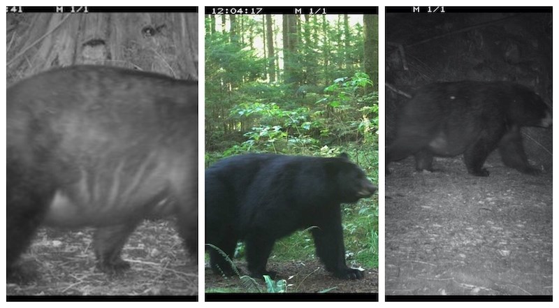 The University of British Columbia's Faculty of Forestry Wildlife Coexistence Lab is composed of researchers that focus on human-wildlife coexistence.
