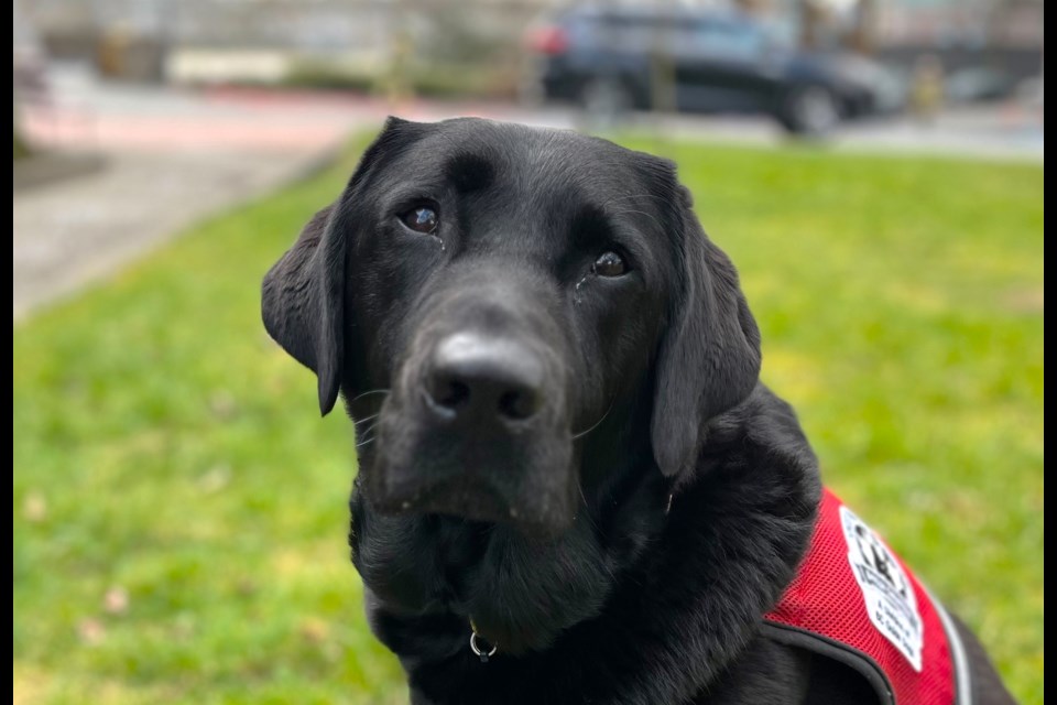 Ferus is a six-year-old black lab with an important job at Vancouver's fire department.