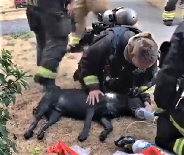 鶹ýӳfirefighters work to save a 7-month-old black labrador puppy.