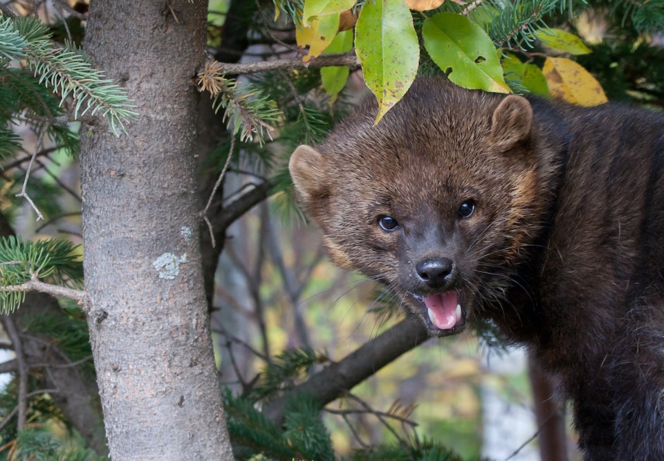 fisher-mammal-native-north-america-bc