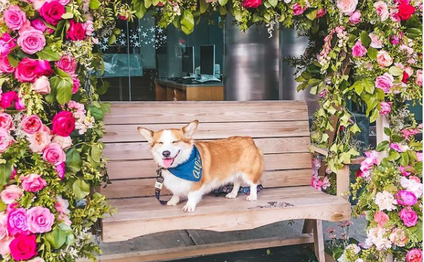 flower doge