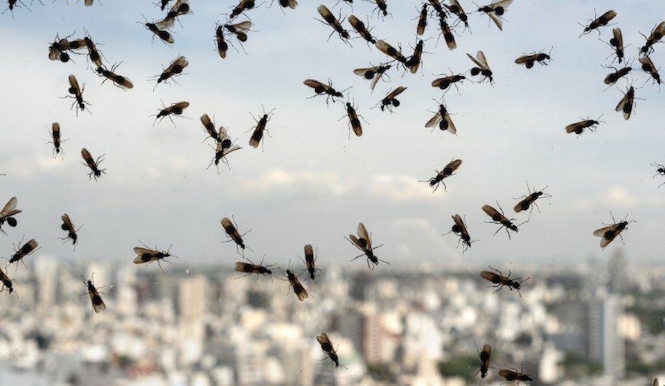 flying-ant-day-vancouver-july-2021