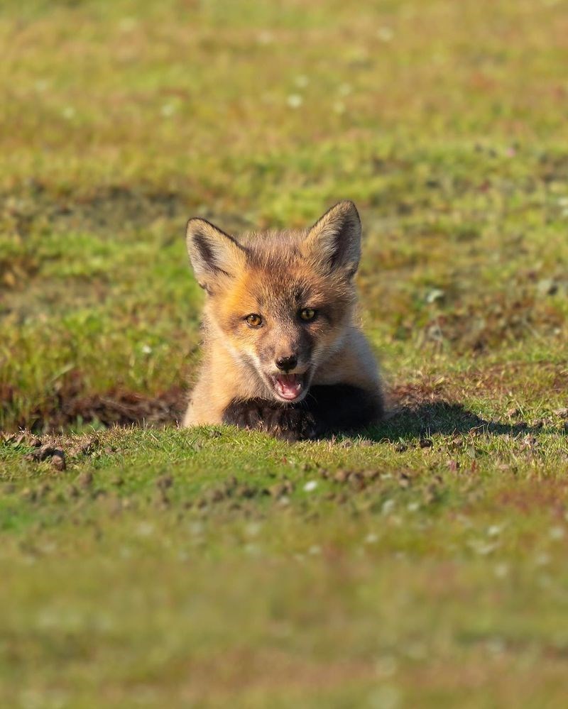 fox-vancouver