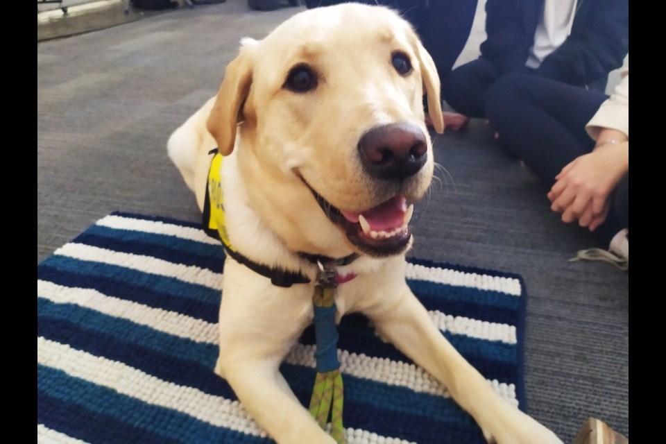 Gaia, the Canuck Place Children’s Hospice's new therapy dog, will offer emotional support and comfort to Vancouver families in difficult times. 