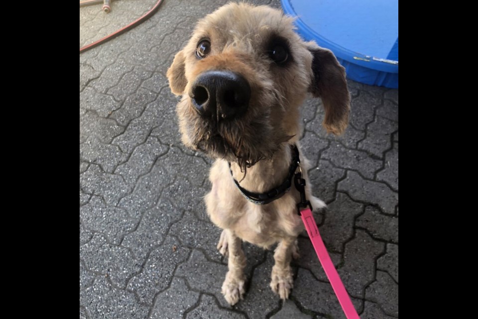 Gator was found at an abandoned doggy daycare in Vancouver