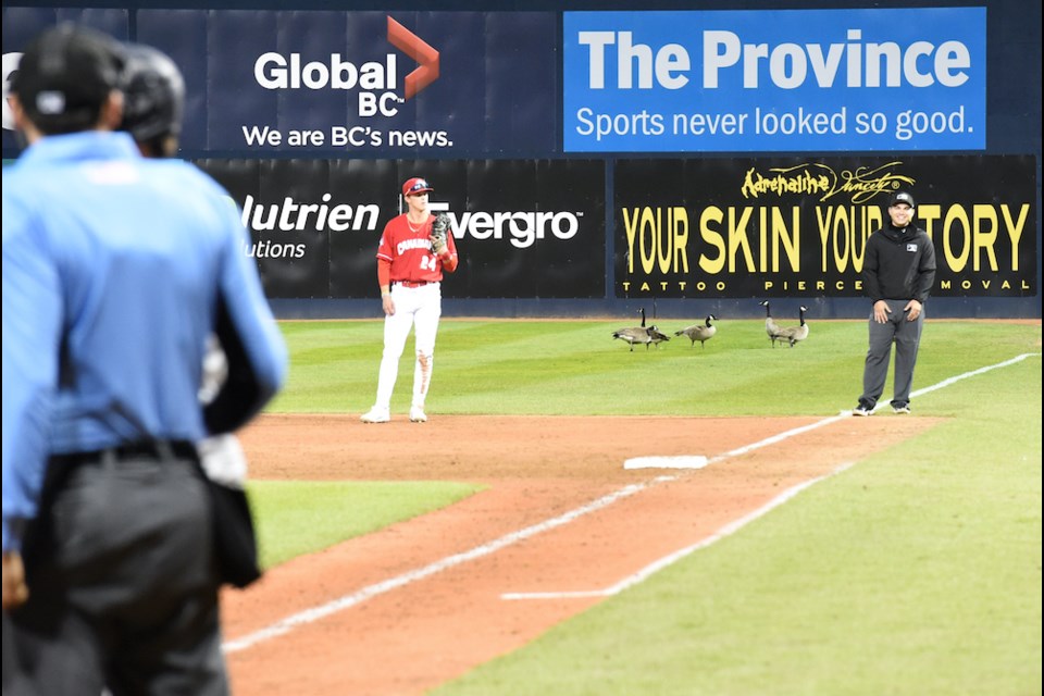 Canada Geese hang out on the field during a recent Vancouver Canadians game at Nat Bailey Stadium.