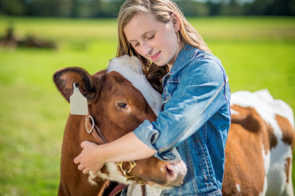 A girl holds a cow closely. Cow cuddling is a comforting practice, but farms in and around Vancouver, B.C. don't offer this option to guests.