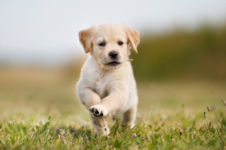 golden-retreiver-puppy-running