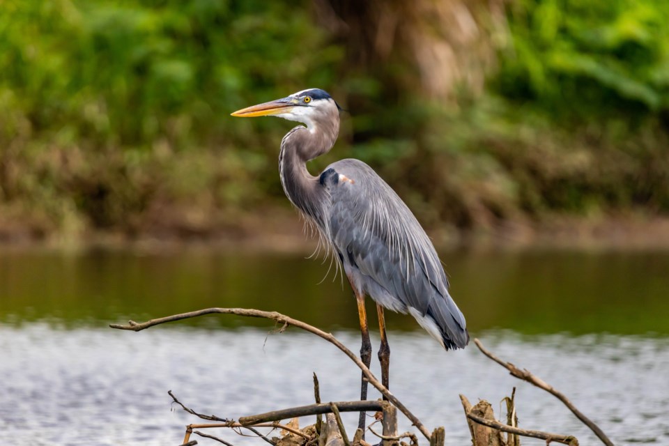 Great-Blue-Heron-pexels-diego-madrigal