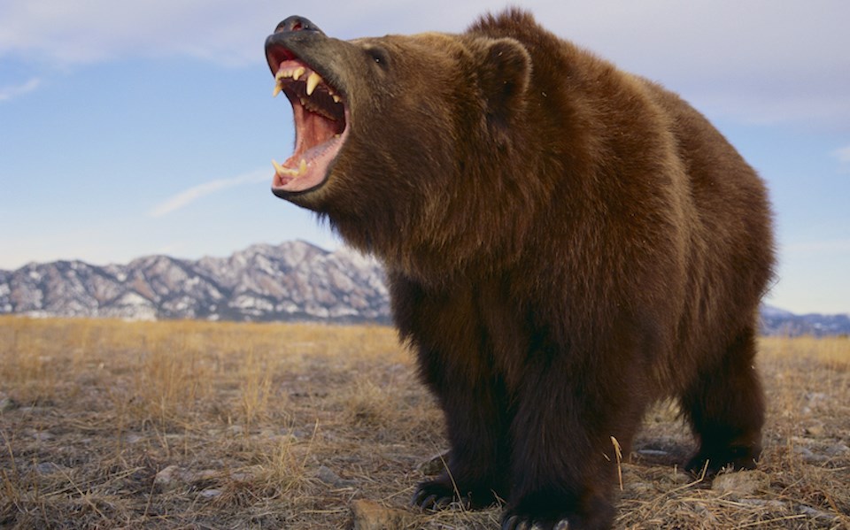 grissley-bear-roar