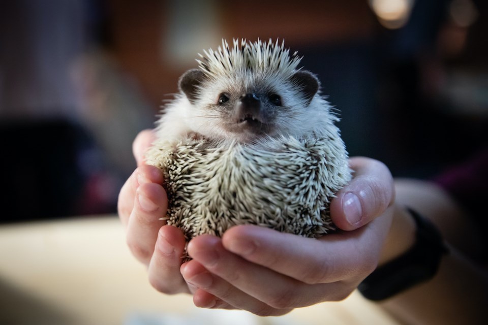 hedgehog-in-hands