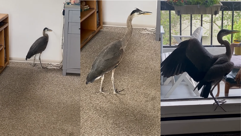heron-in-vancouver-apartment