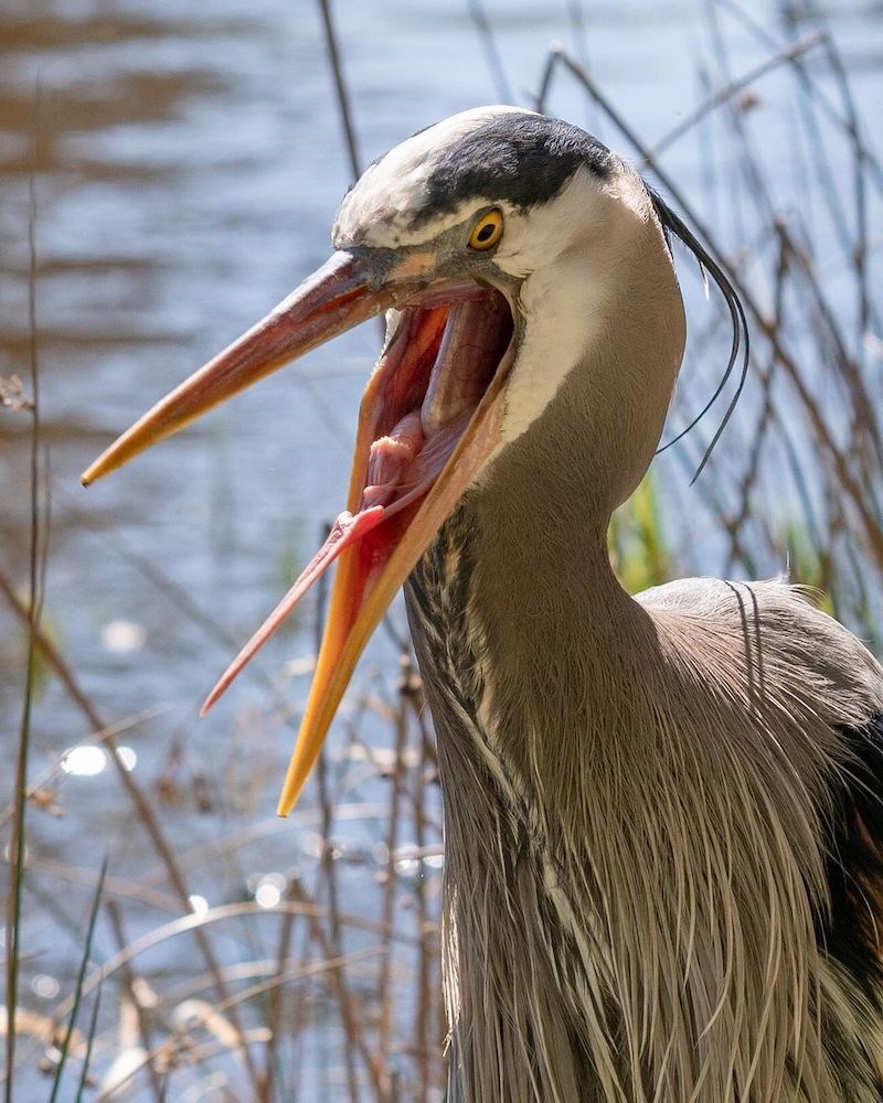 heron-vancouver