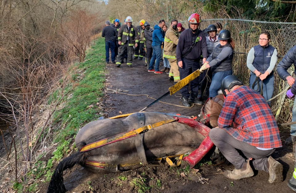 horse_rescue-vancouver