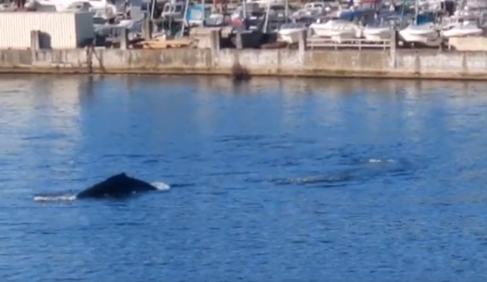 Humpback whales