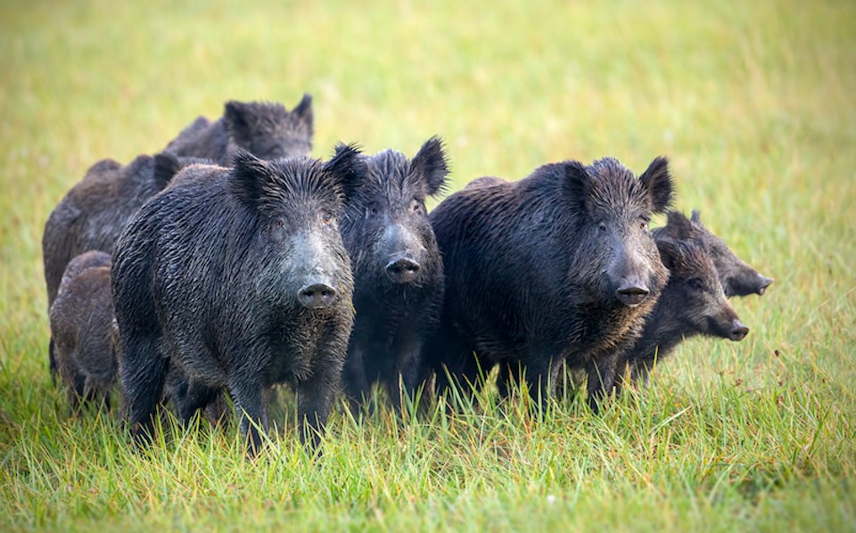 invase-species-wild-pig-british-columbia-2024