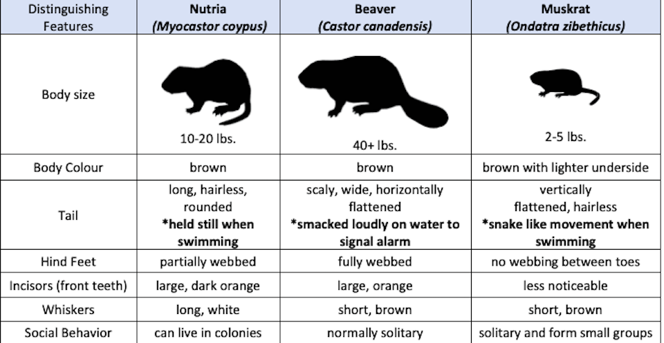 invasive-species-bc-2023jpg