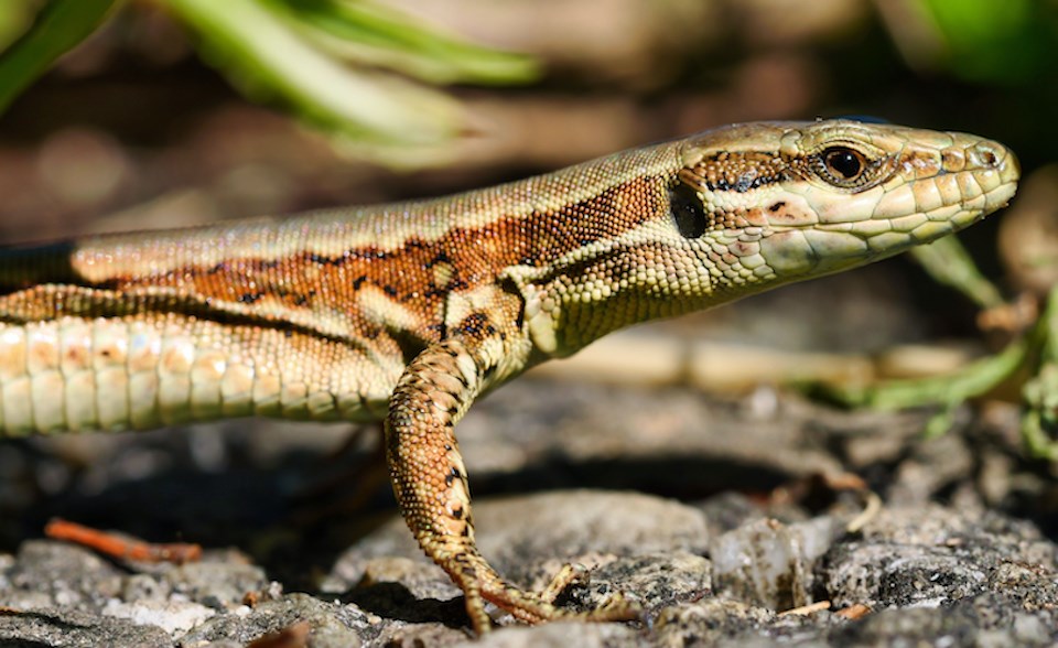 invasive-species-common-wall-lizard-bc