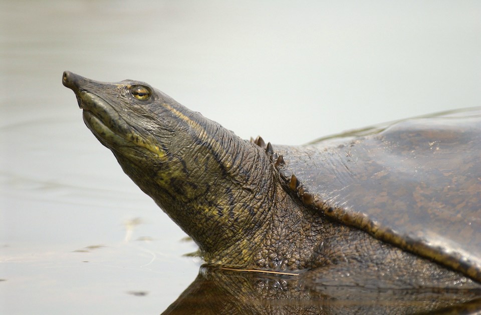 invasive-species-spiny-softshell-turtle-vancouver-stanely-park