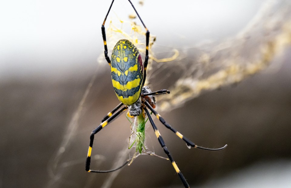 invasive-spider-species-new-york-2024