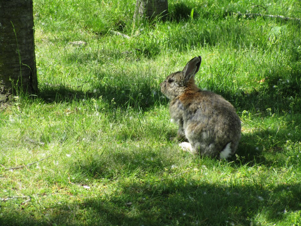 jericho-beach-bunny-2