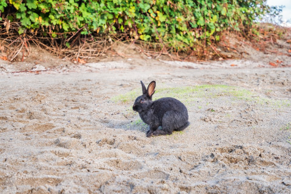 Jericho Beach Bunny