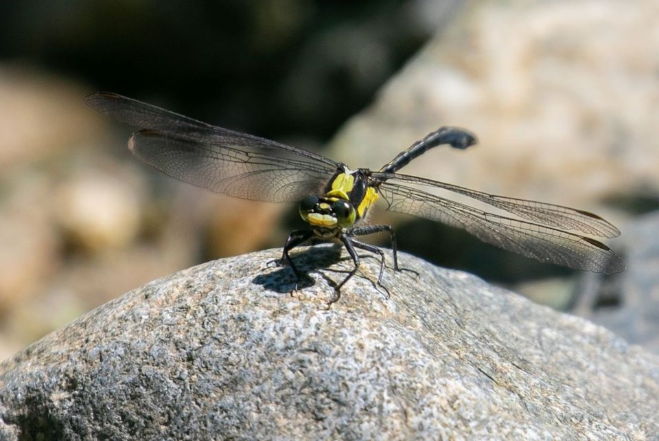 John Reynolds - Grappletail Dragonfly red list- first sighting in 40 years - Davies Lake PP