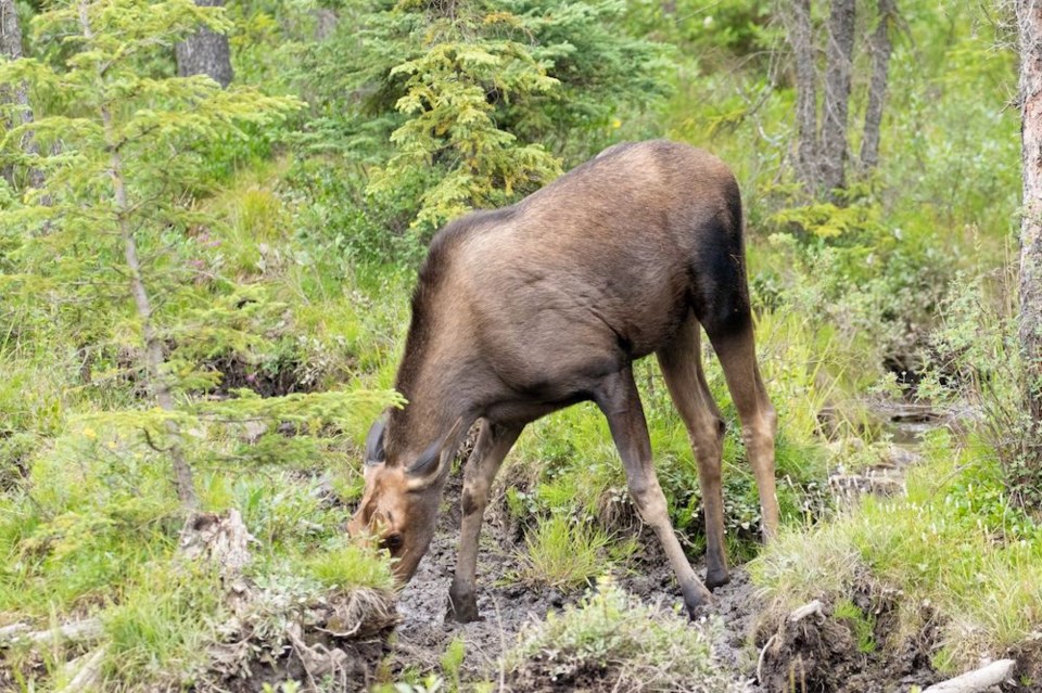 John Reynolds - Moose - Muncho lake PP