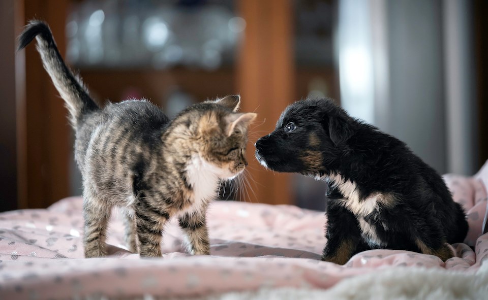 kitten-and-puppy-best-friends-bed