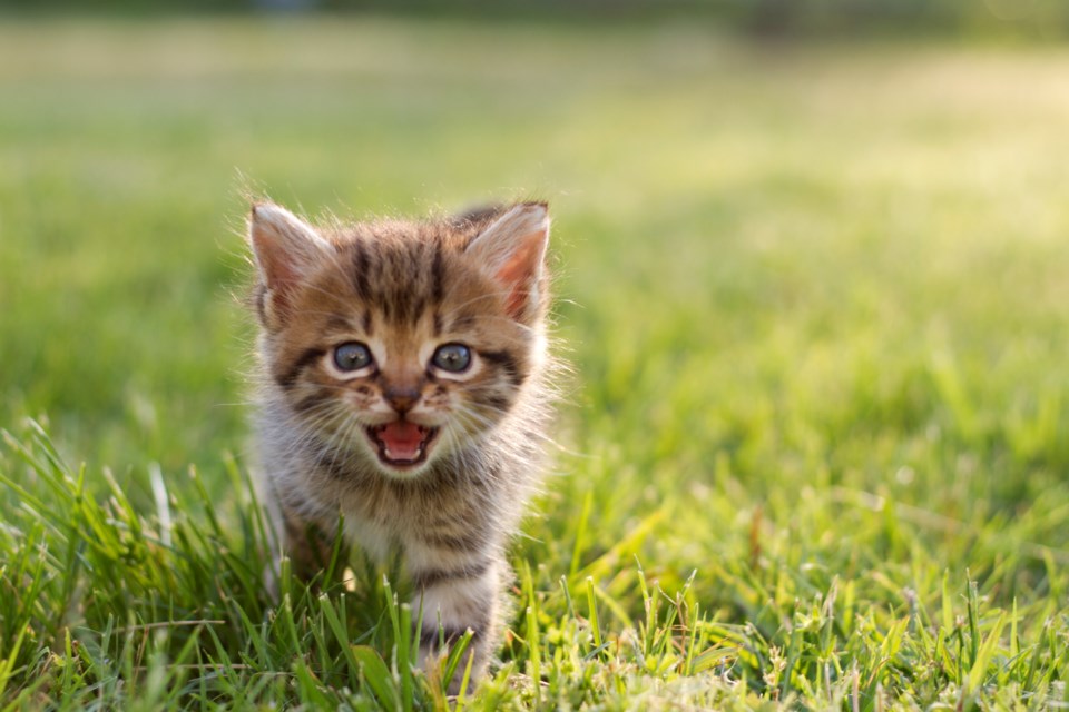 Kitten-Malcom-MacGregor-Moment-GettyImages-140115233