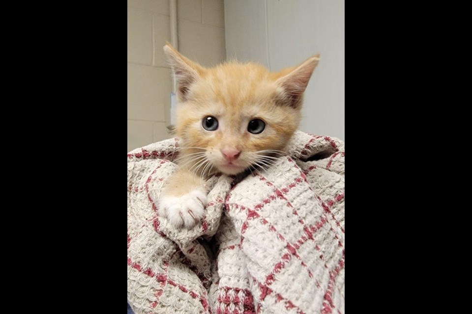 Adorable orange tabby kitten named rubble after being rescued from a pile of debris in Surrey.