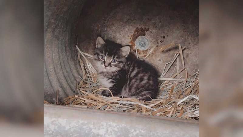 kittens-stolen-metro-vancouver-october-2021