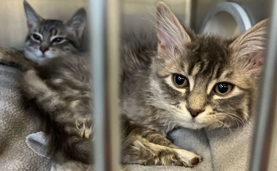 Nine kittens were discovered at a Vancouver, BC construction site in boxes that were taped shut in December 2022, according to the BC SPCA. 