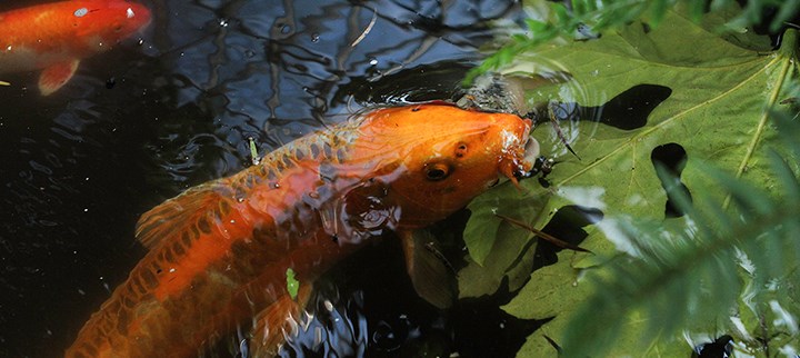 koi-fish-landing