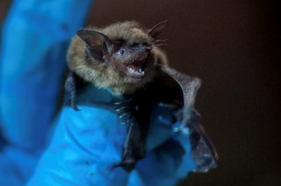 Little Brown Myotis Bat Week in B.C. uncovers tequila connection