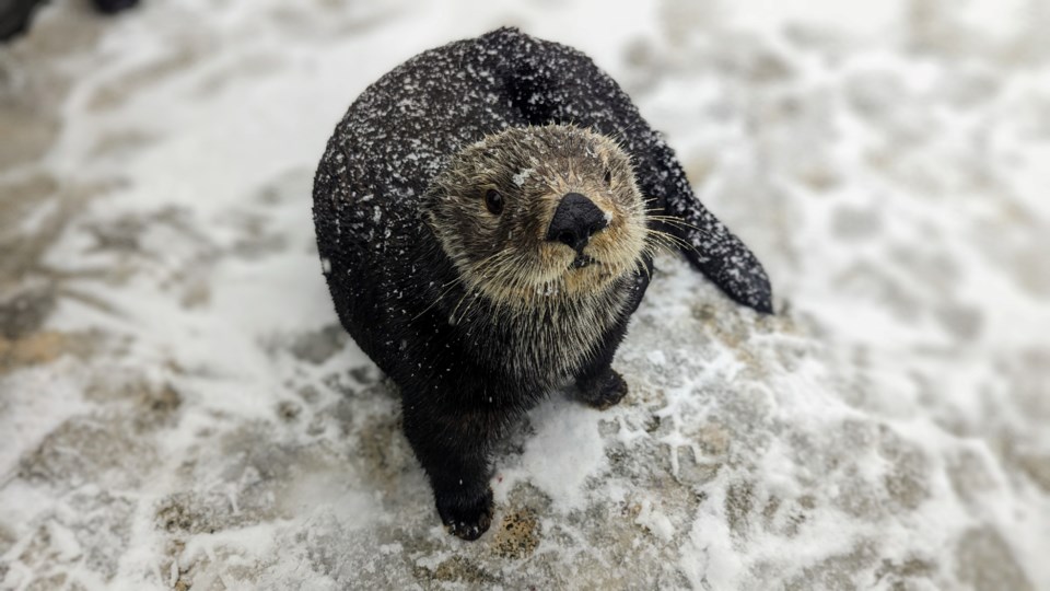 mak-otter-snow