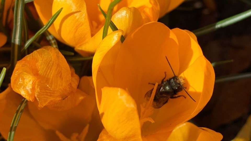 mason-bee