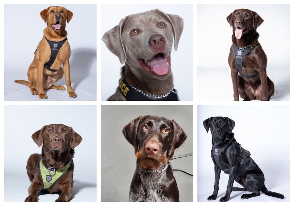 metro-vancouver-police-dog-feature