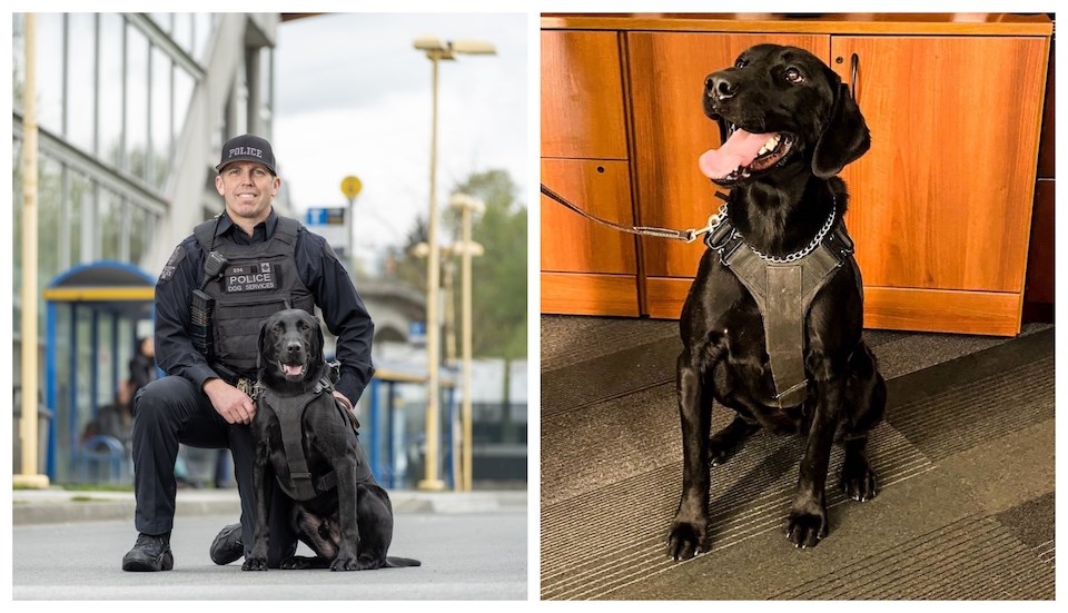 Two teams represented the Metro Vancouver Transit Police (MVTP) in 2022: Const. Dugald Shillito with K9 Scout and Const. Daniel Campagne with K9 Strider. 