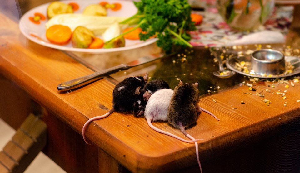 mice-in-kitchen