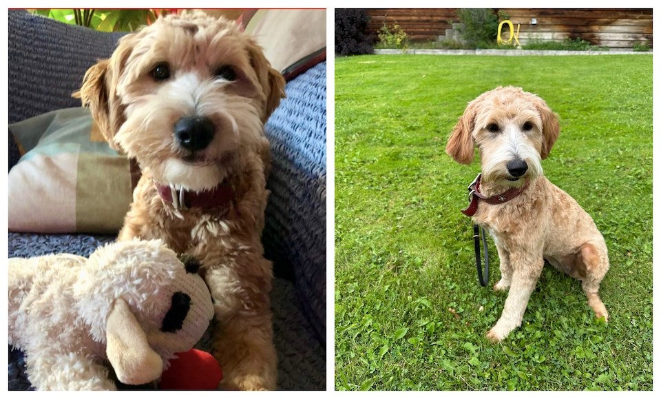 A Vancouver family hopes that someone has seen Laika or can provide information about her whereabouts. 