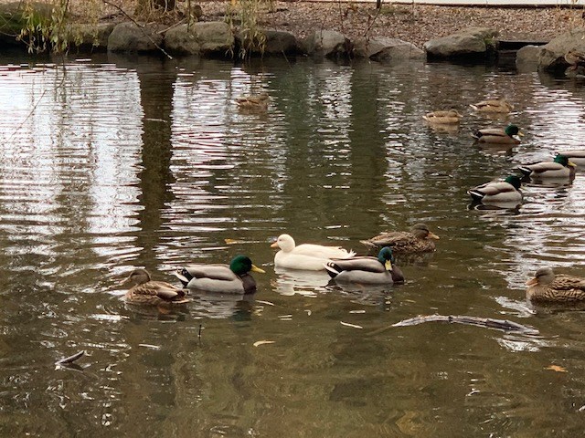 A duck is missing, suspected stolen, from Queen Elizabeth Park according to a group of local birders.