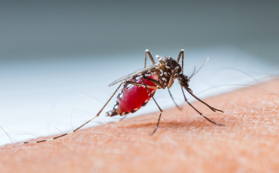 mosquito-sucking-blood-july-2024