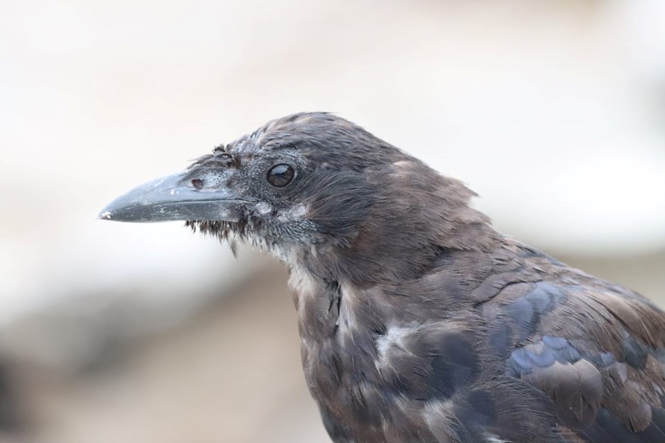 moulting crow
