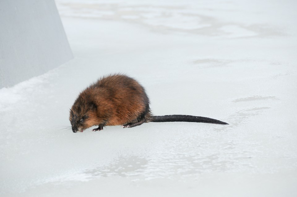 muskrat-tail